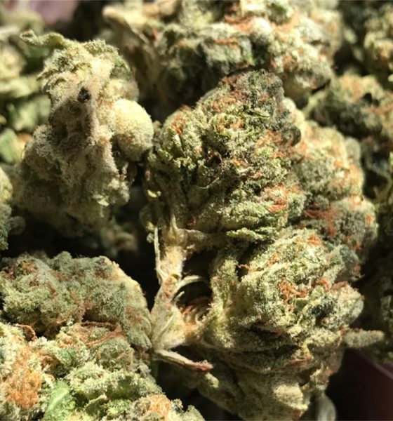 Kaufen Sie die Cannabissorte Remedy online in Essen, Nordrhein-Westfalen, Deutschland