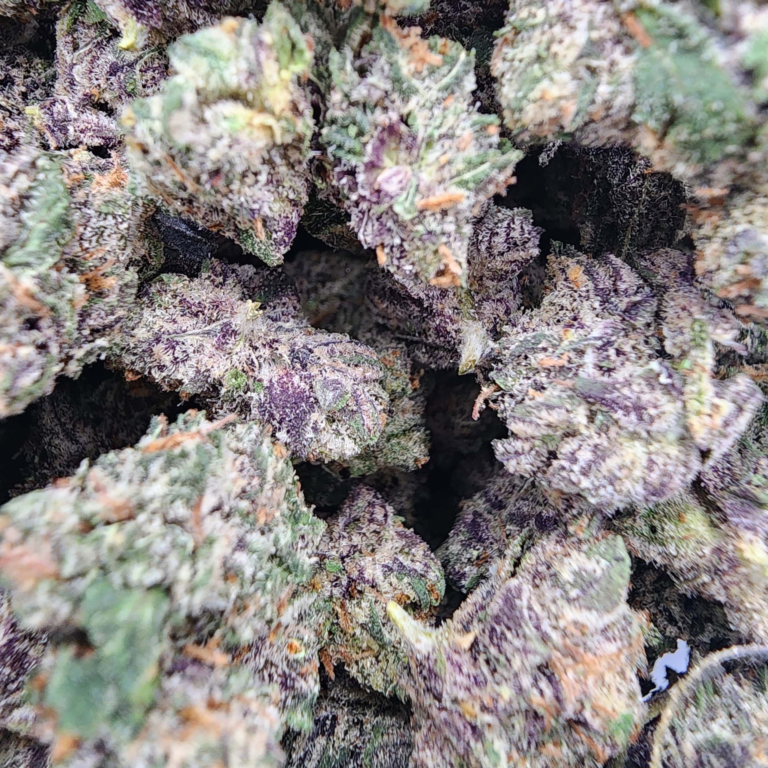 Kaufen Sie die Cannabissorte Granddaddy Purple Online in Berlin Deutschland